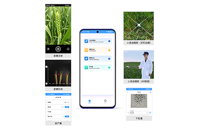 徐州市小麦亩穗数分析仪IN-XM02