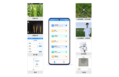 徐州市小麦表型测量仪IN-XM05